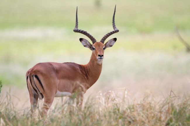 2 days group tour to Lake Mburo